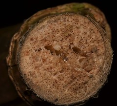 Thoracocarpus bissectus