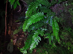 Bolbitis appendiculata