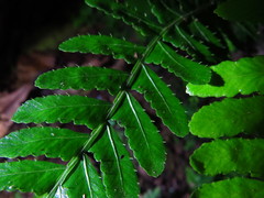 Bolbitis appendiculata