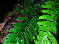 Bolbitis appendiculata