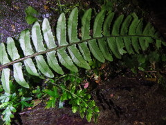 Bolbitis appendiculata