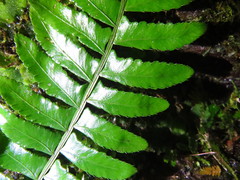 Bolbitis appendiculata