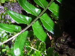 Bolbitis appendiculata