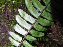 Bolbitis appendiculata