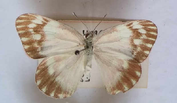 Colotis ungemachi