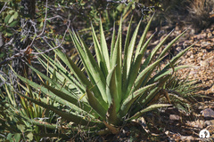 Agave palmeri