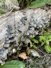 Trametes versicolor image