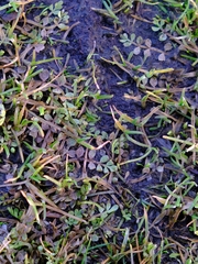 Limnanthes macounii