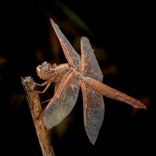 Firecracker Insect Flame Skimmer (Insects of East Texas ) · iNaturalist