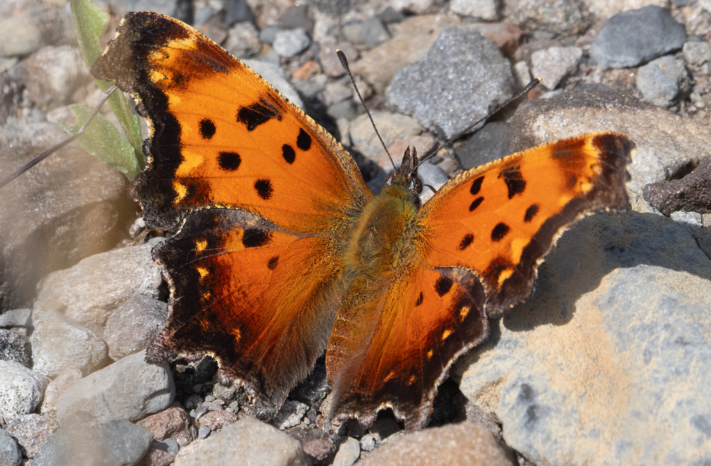 Gray Comma from Russell Road, Garrett County, MD, USA on August 30