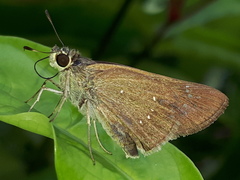 Pelopidas assamensis