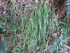 Arthropodium candidum