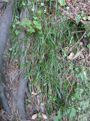 Poa matthewsii