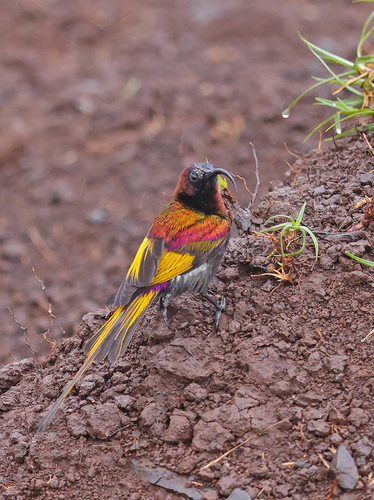 Golden-winged Sunbird