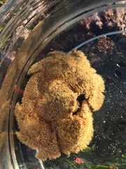 Hapalogaster cavicauda