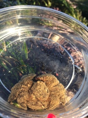 Hapalogaster cavicauda