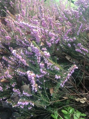 Calluna