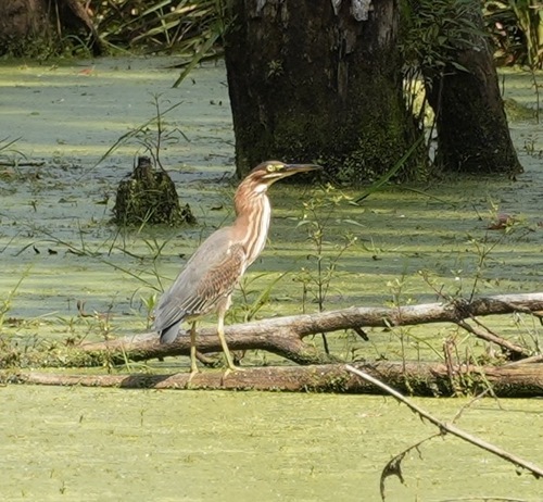 Green Heron