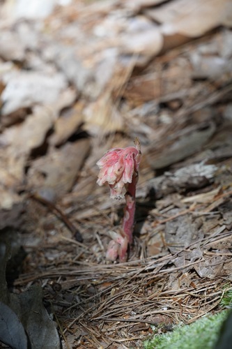 pinesap