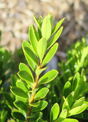 Veronica diosmifolia