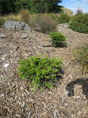 Veronica diosmifolia