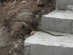 Protobothrops jerdonii