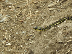 Protobothrops jerdonii