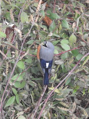 Pyrrhula erythaca
