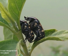 Protaetia alboguttata