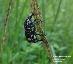 Protaetia alboguttata