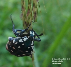 Protaetia alboguttata