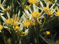 Leucadendron chamelaea