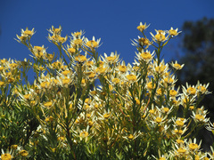 Leucadendron chamelaea