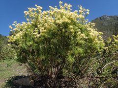 Leucadendron chamelaea