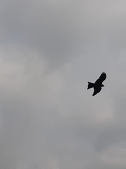 Milvus migrans