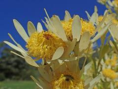 Leucadendron chamelaea
