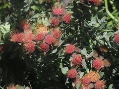 Leucospermum mundii