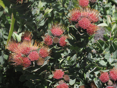 Leucospermum mundii
