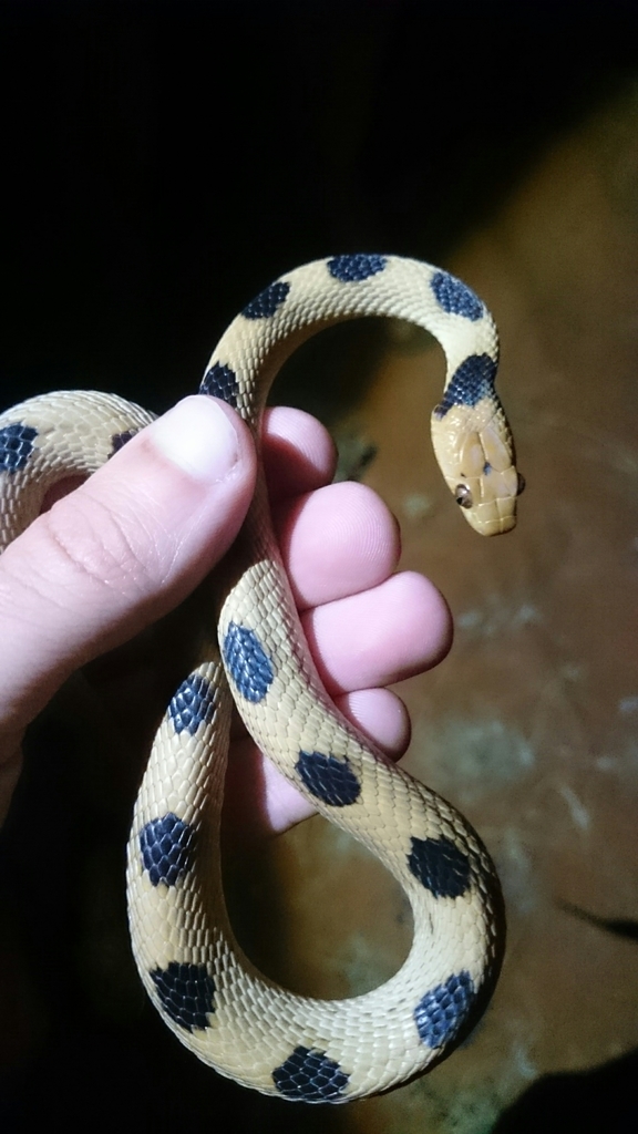 Namib Tiger Snake