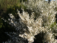 Cytisus multiflorus image