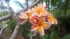Plumeria rubra