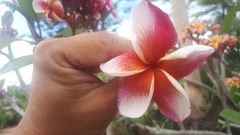 Plumeria rubra