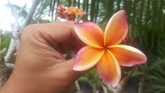 Plumeria rubra