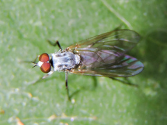 Penniverpa