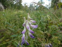 Vicia biennis