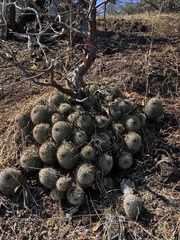 Mammillaria beneckei