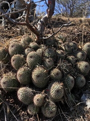 Mammillaria beneckei