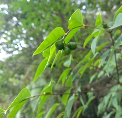 Wikstroemia nutans