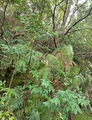 Wikstroemia nutans