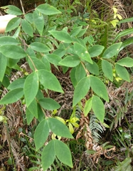 Wikstroemia nutans